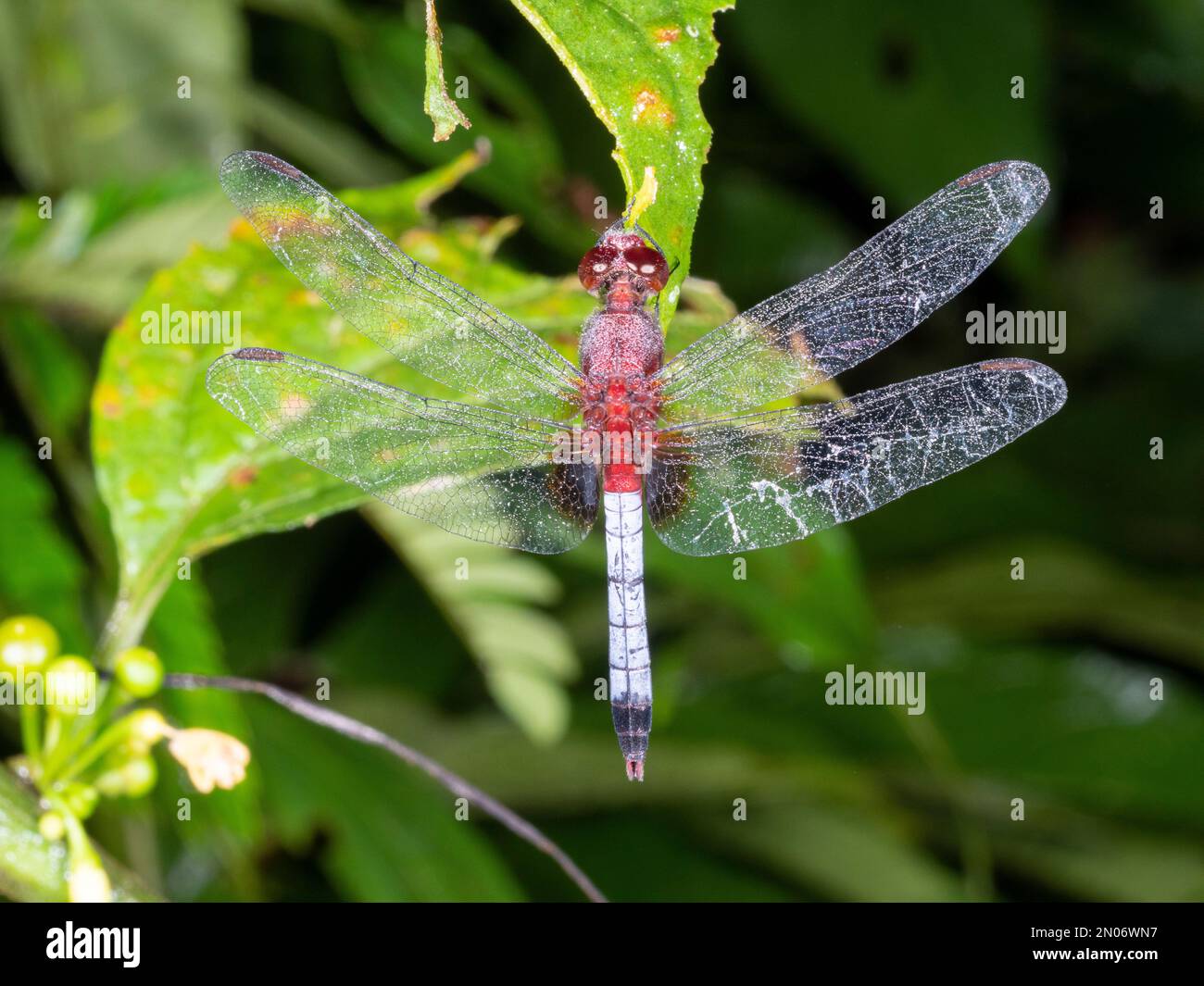 Skimmer dragonfly (Libellulidae), at reest at night in the Ecuadorian Amazon Stock Photo