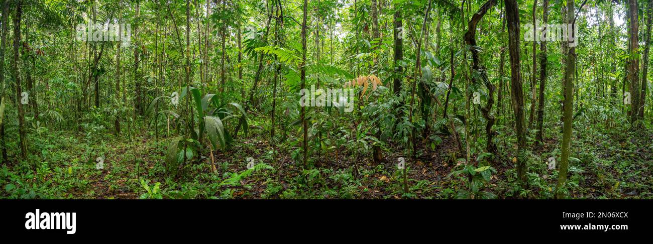 Panoramic rainforest interior view with a twisted liana in the foreground, Orellana province, Ecuador Stock Photo