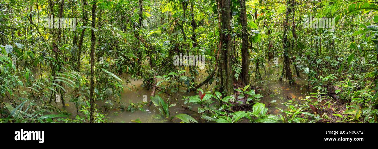 Panoramic view of the  interior of flooded swamp in tropical rainforest, Orellana province, Ecuador Stock Photo