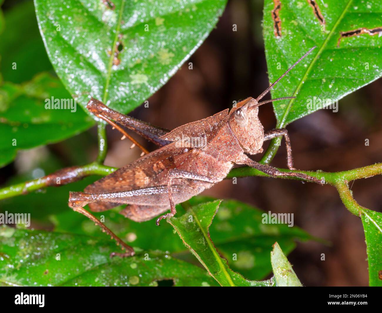 Rainforest grasshopper (Acrididae) on a leaf, Orellana province, Ecuador Stock Photo