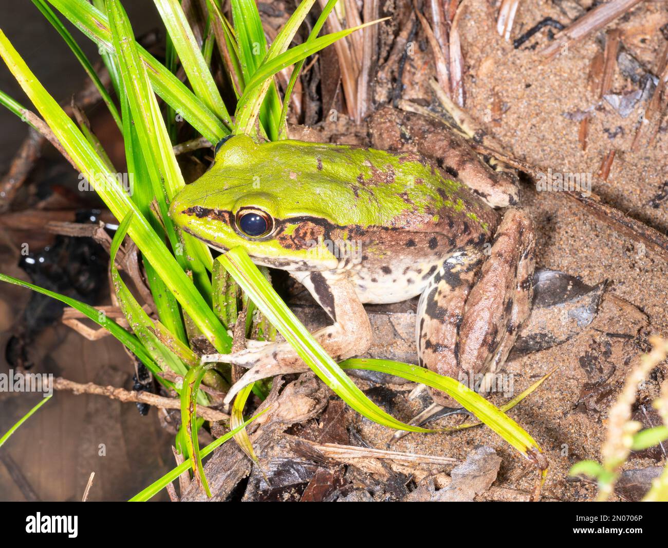 Neotropical green frog (Lithobates palmipes) in the Ecuadorian Amazon Stock Photo
