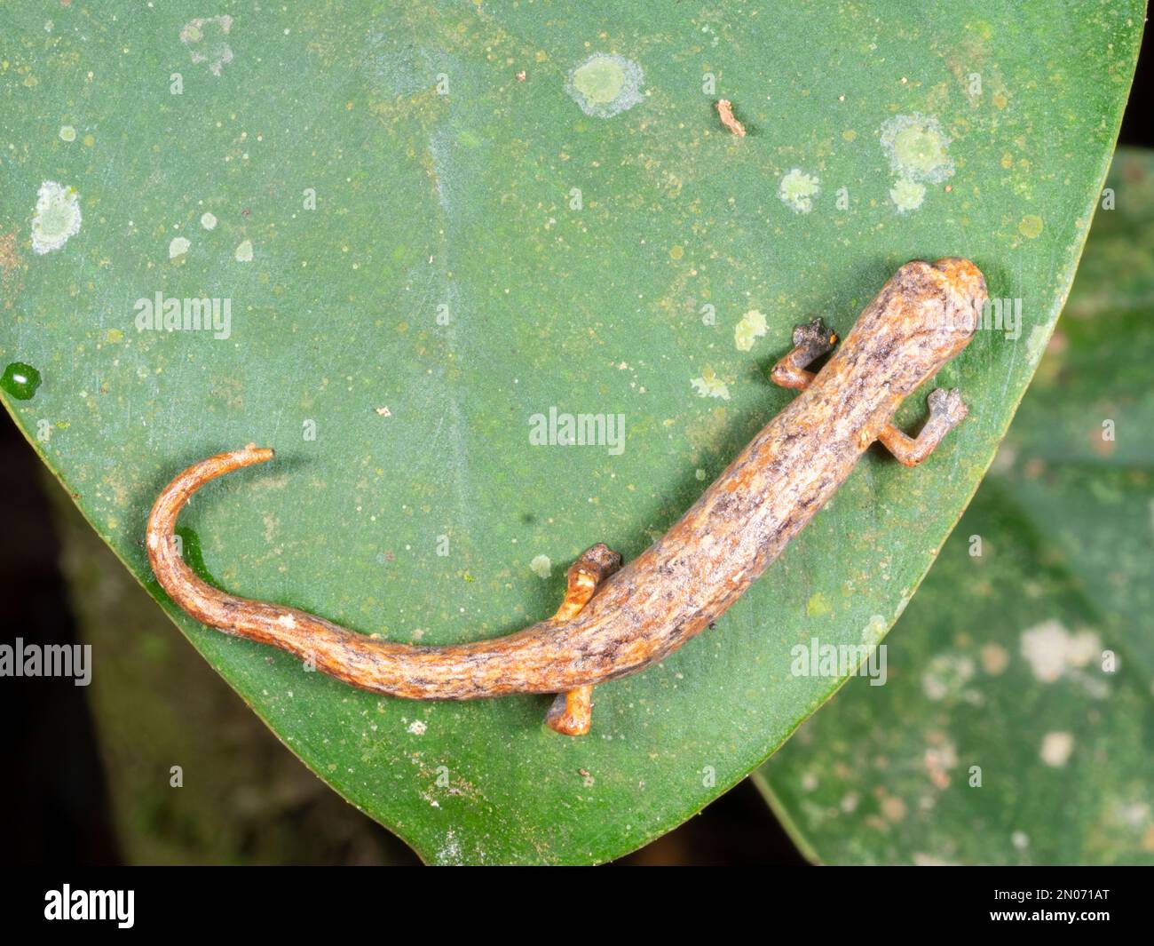 Peruvian climbing salamander (Bolitoglossa peruviana) in the rainforest, Orellana province, Ecuador Stock Photo