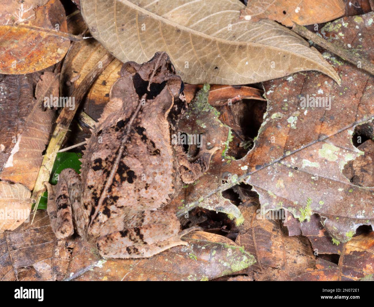 Crested Forest Toad (Rhinella margaritifera), camouflaged on the rainforest floor, Orellana province,  Ecuador Stock Photo