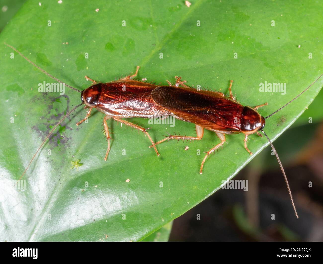 Pair of Wood Cockroach (Family Ectobiidae) mating in the rainforest