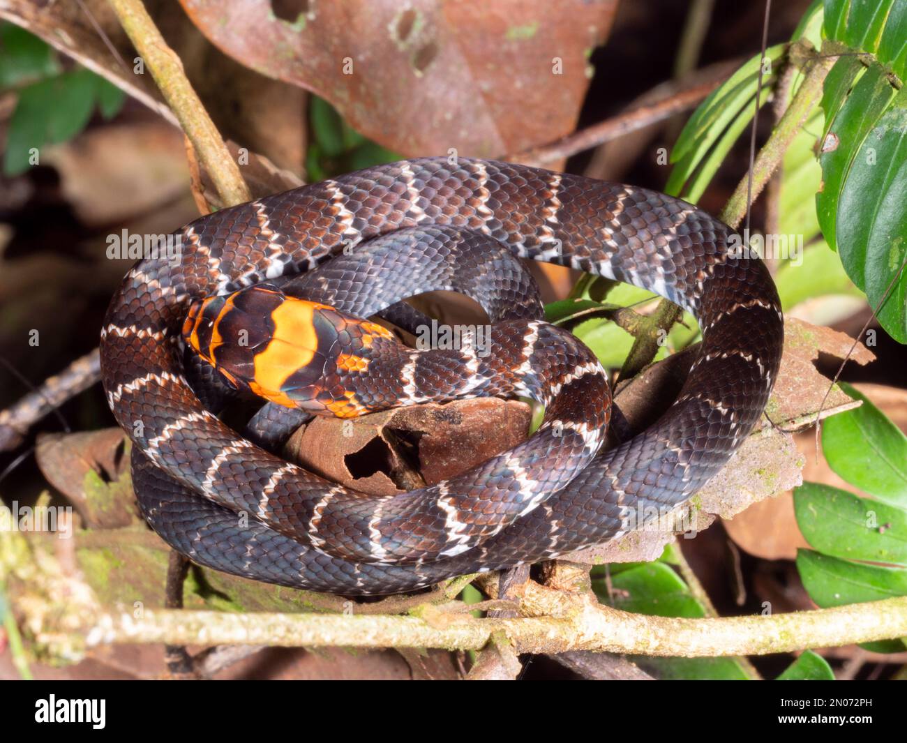Juvenile tree snake (Drymoluber dicrous) in the rainforest understory, Orellana province, Ecuador Stock Photo