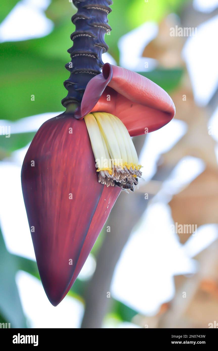 banana seed or banana plant, banana tree or Banana blossom in the