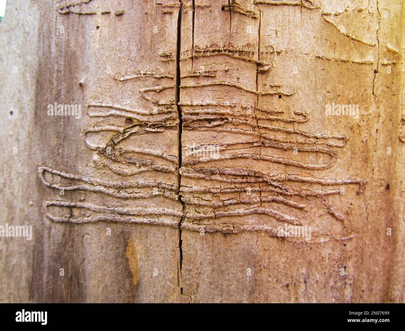 An old tree trunk without bark gnawed through by wood worms with worm