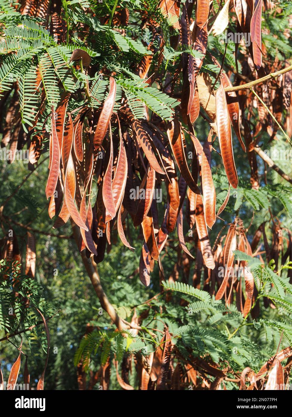 Alfarrobeira, carob tree with golden st. Jehns bread fruit Stock Photo