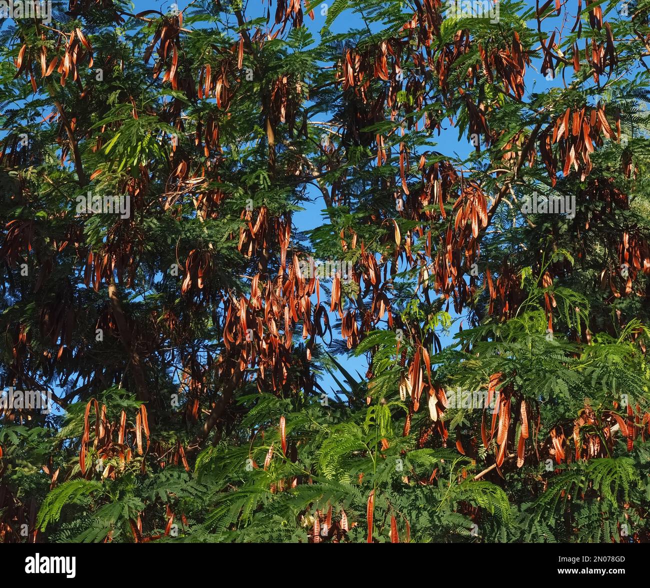 Alfarrobeira, carob tree with golden st. Jehns bread fruit Stock Photo