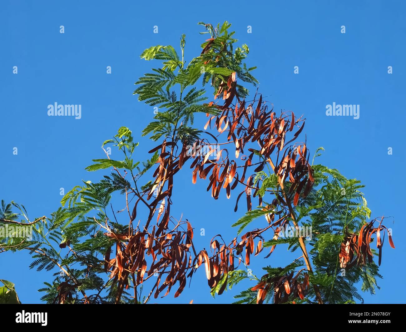Alfarrobeira, carob tree with golden st. Jehns bread fruit Stock Photo