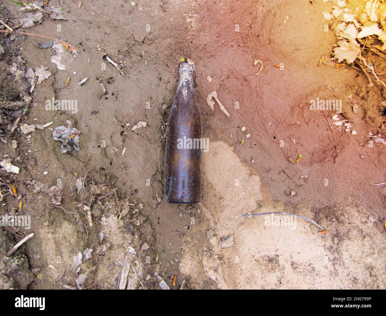 Beer Rings Polution A dirty empty beer bottle lies on the ground in a pine forest ...