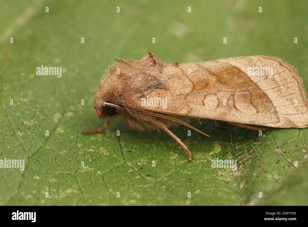 Natural closeup of the rosy rustic moth, Hydraecia micacea sitting on a green leaf in the garden Stock Photo