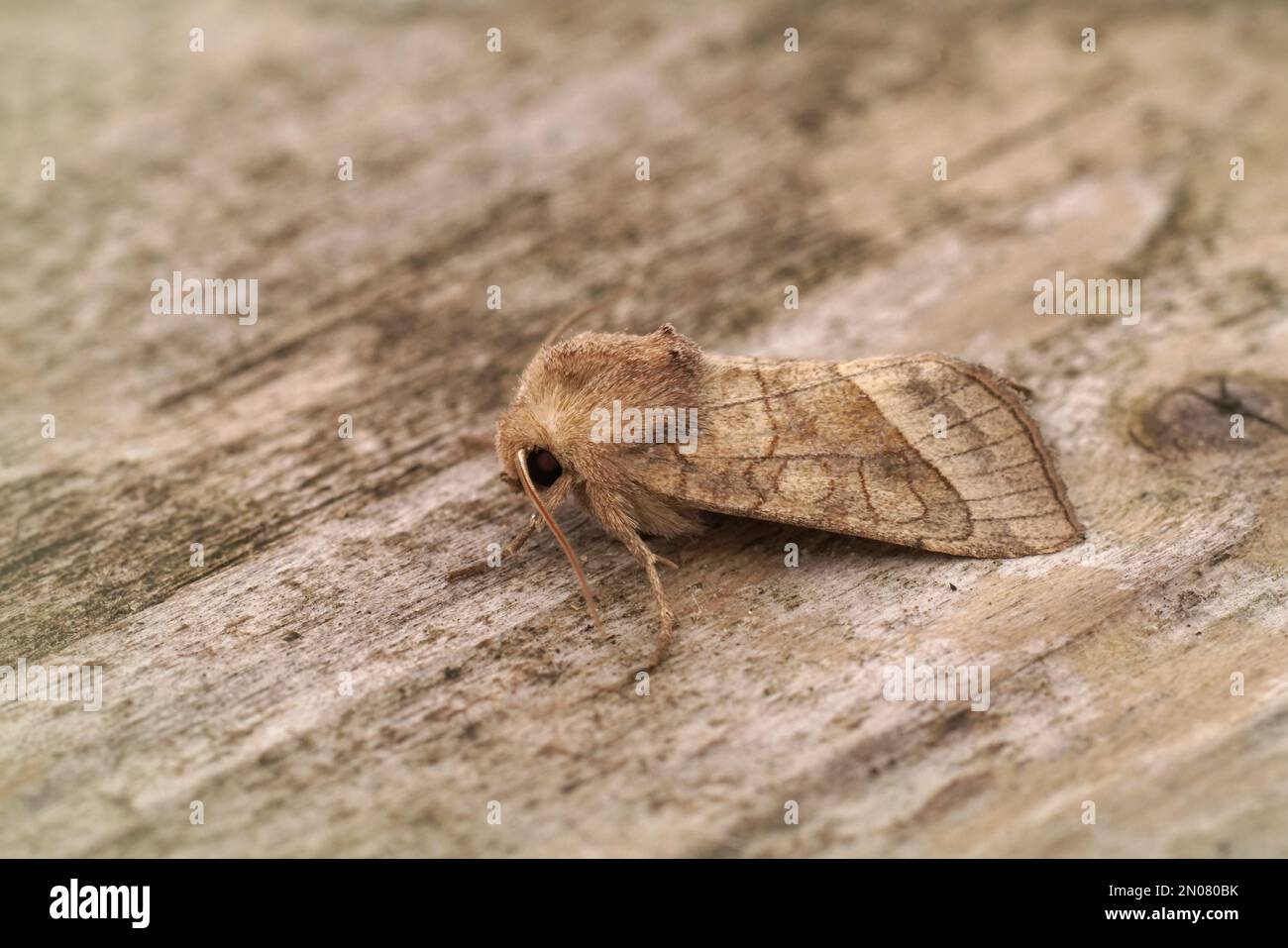 Detailed closeup on the lightbrown rosy rustic potato skin borer owlet moth ,Hydraecia micacea sitting on wood Stock Photo