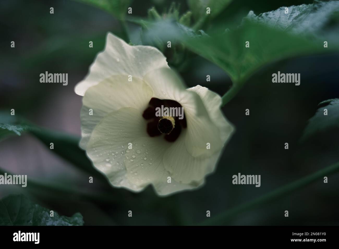 Growing okra and okra flowers Stock Photo Alamy
