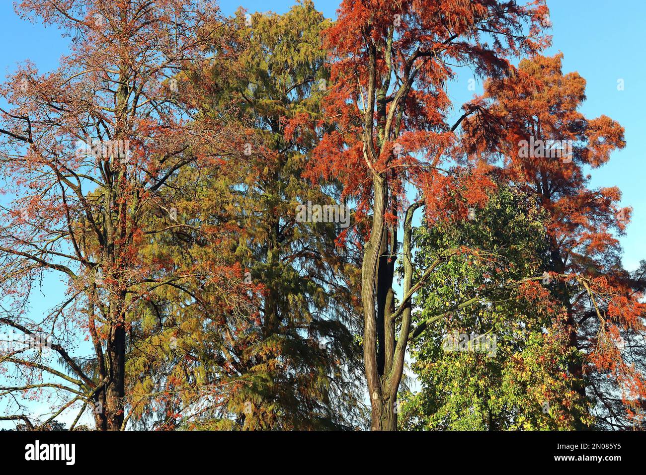 A Golden Larch tree (Pseudolarix amabilis) towers into a bright blue sky, seen in its autumn (fall) colour in November, southern England Stock Photo