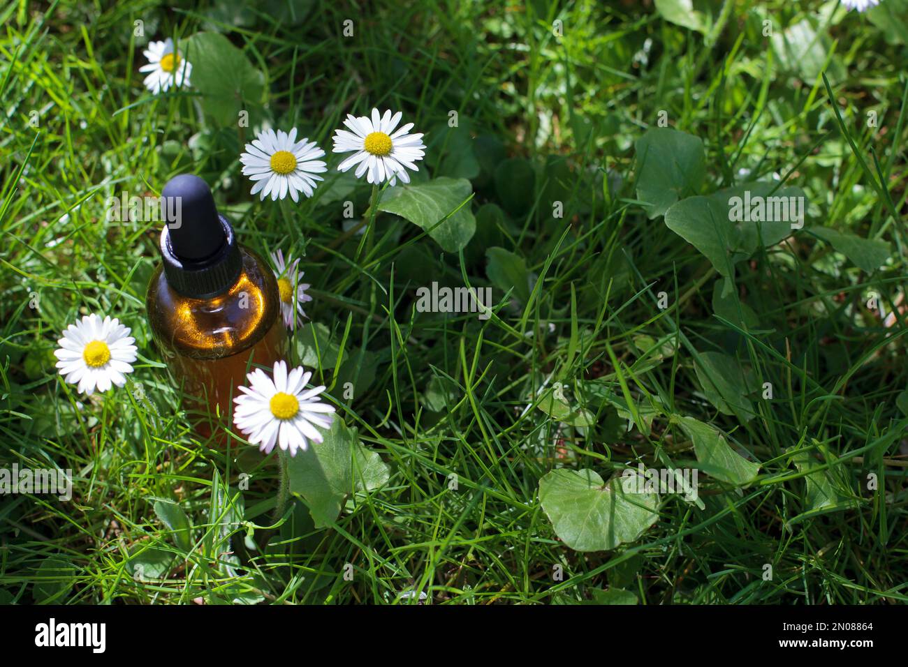 Meadow chamomile hi-res stock photography and images - Alamy