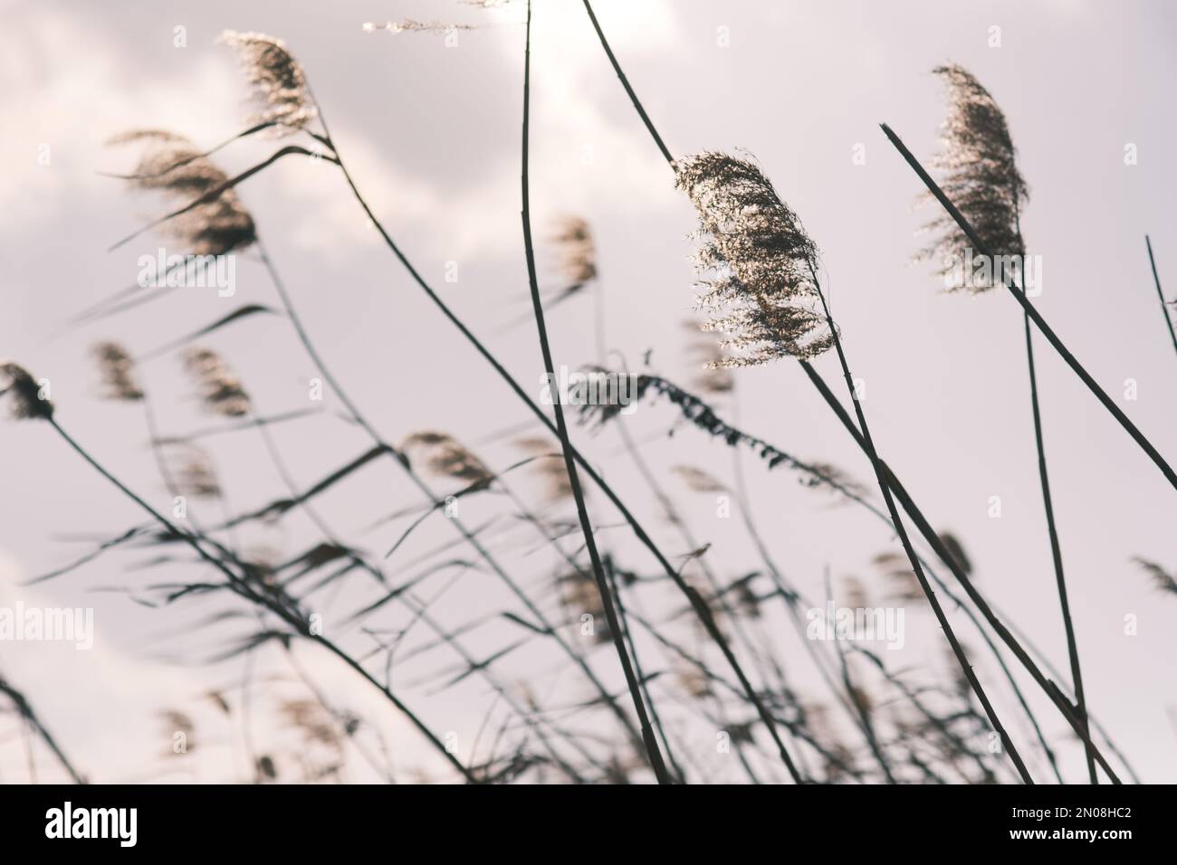 Reed walls hi-res stock photography and images - Alamy