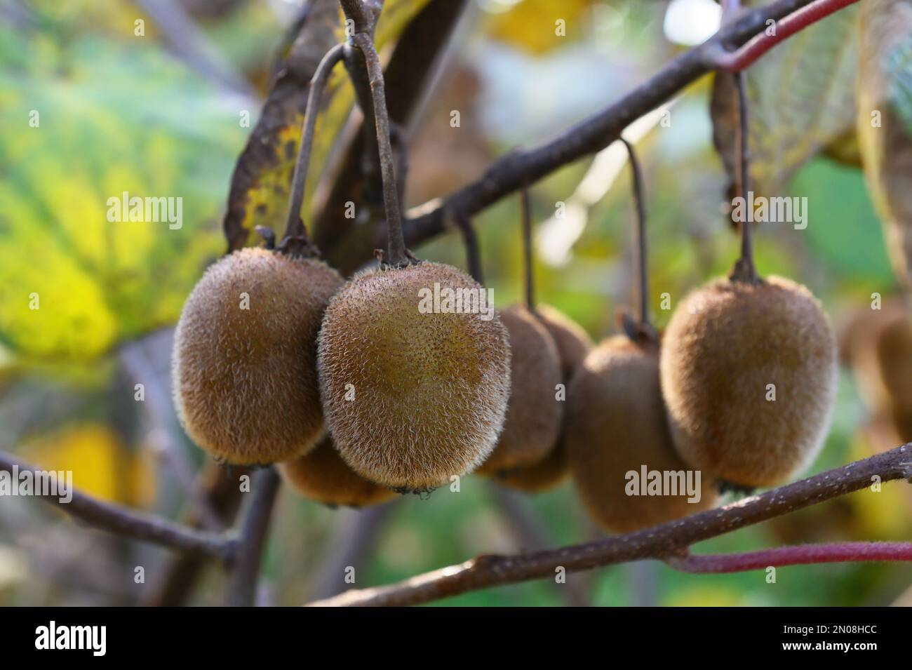Hairy bush fruit hi-res stock photography and images - Alamy