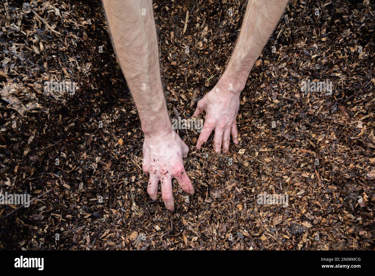 Hands holding wood shavings for the garden.Mulching evergreen bed with