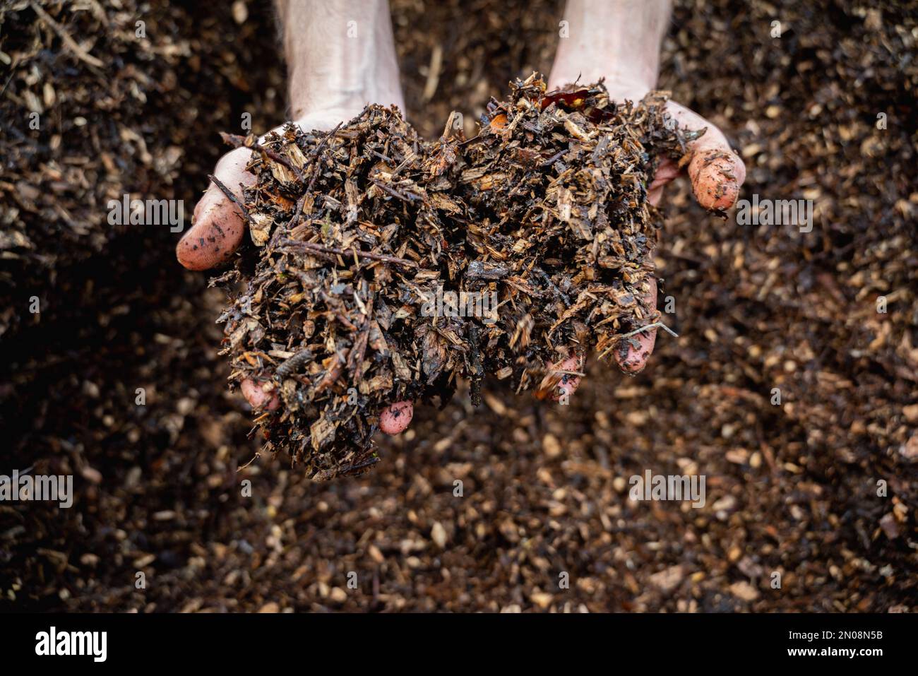 Hands holding wood shavings for the garden.Mulching evergreen bed with pine bark mulch.Natural