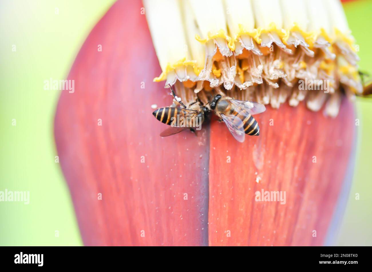 banana seed or banana plant, banana tree or Banana blossom in the