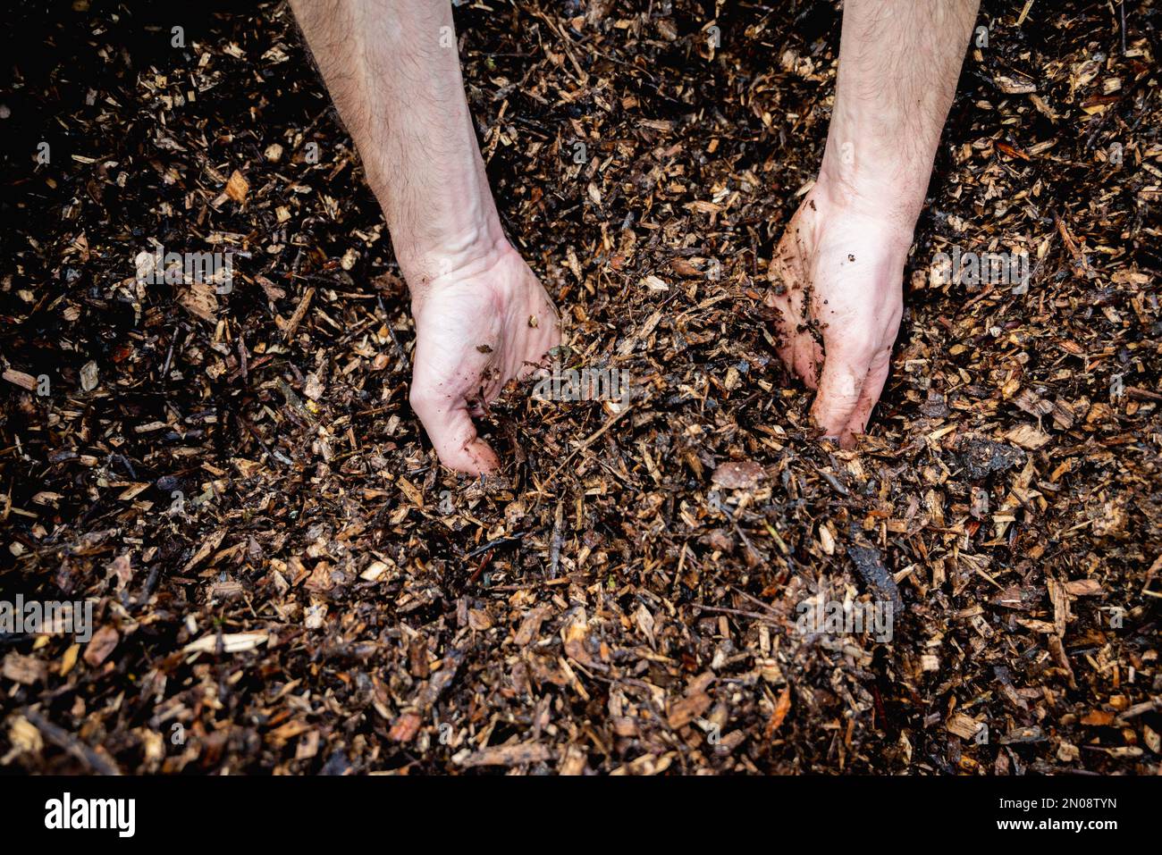 Hands holding wood shavings for the garden.Mulching evergreen bed with pine bark mulch.Natural