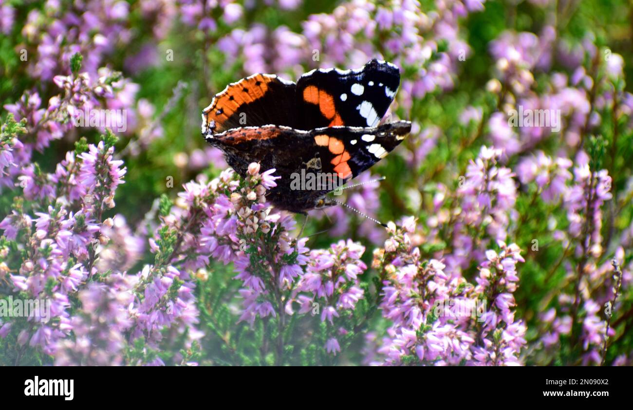 Red Admiral feeding on heather - Cornwall, UK Stock Photo