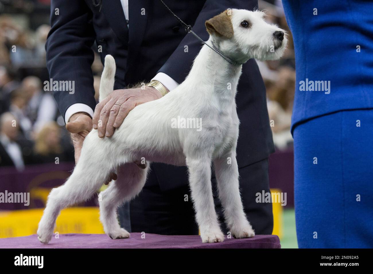 Terrier Dog Breeds Russell Terrier Two New Breeds Westminster A