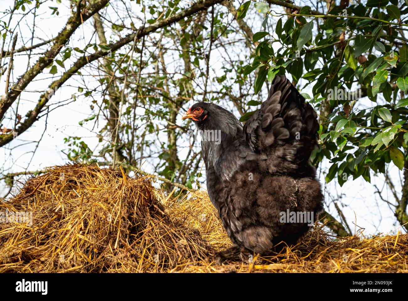 Black hen looking for food. Brahma breed hen. Close up of free range hen.Freedom concept Stock Photo