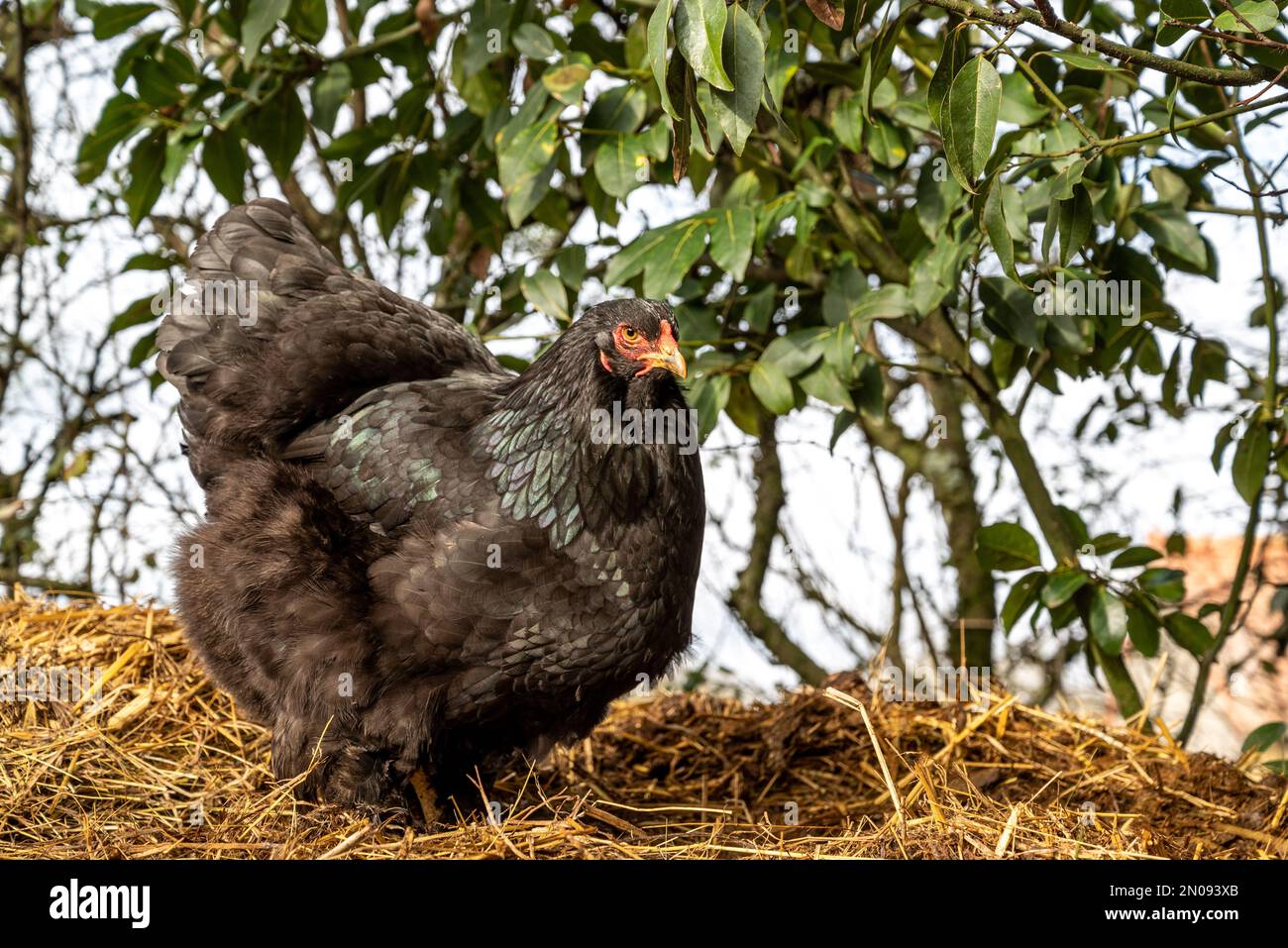 Black hen looking for food. Brahma breed hen. Close up of free range hen.Freedom concept Stock Photo