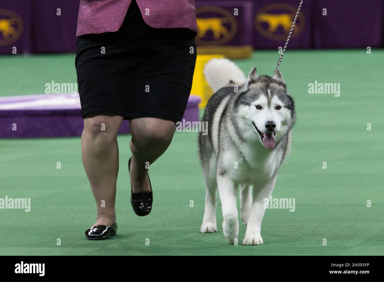 A Siberian husky is shown in the ring during the working group