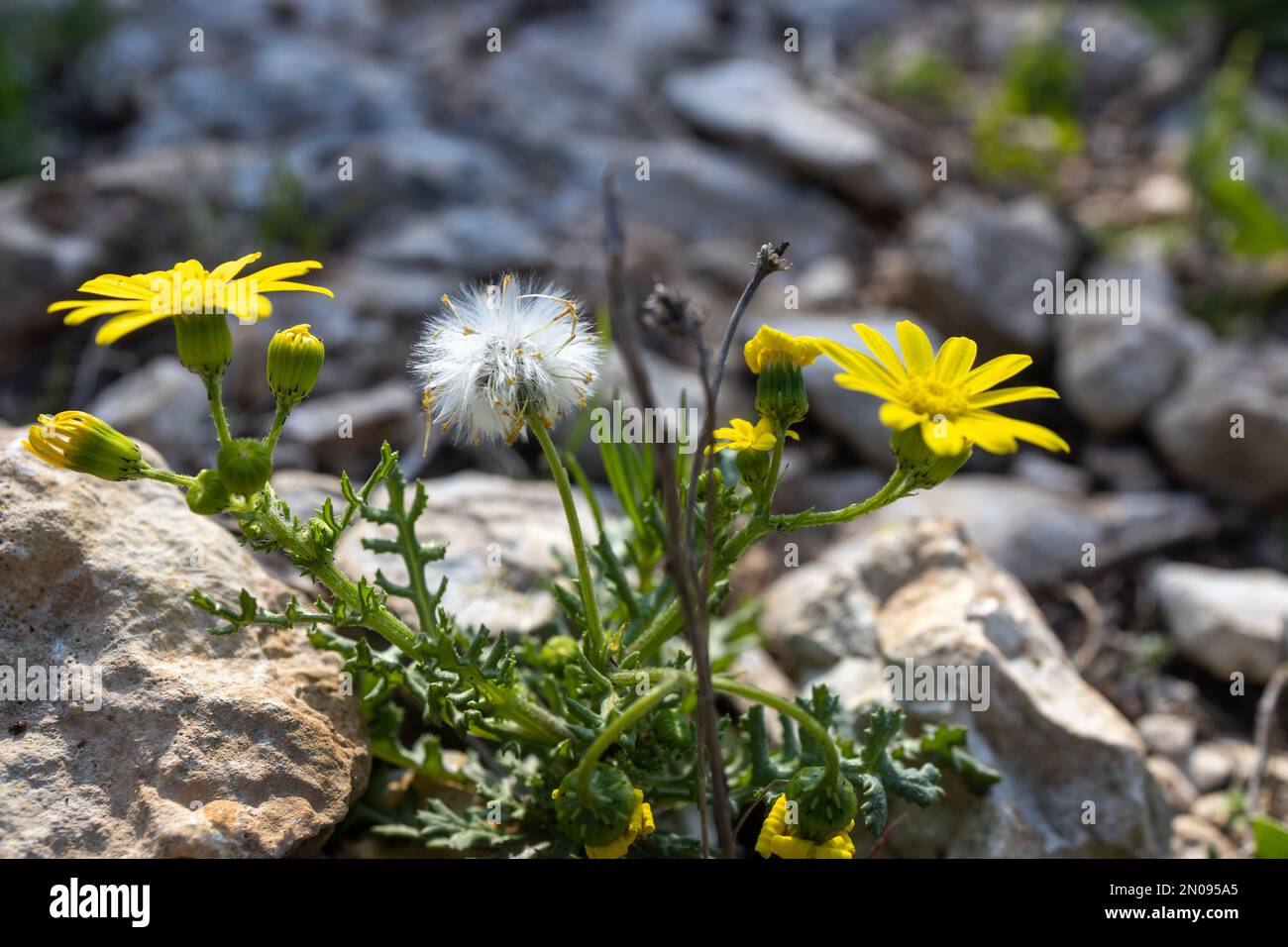 Yellow wildflowers Camphor Weed (Heterotheca subaxillaris) bloom on the shores of a lake in Rishon LeZion. Blurred background. Macro. Israel. Yellow f Stock Photo