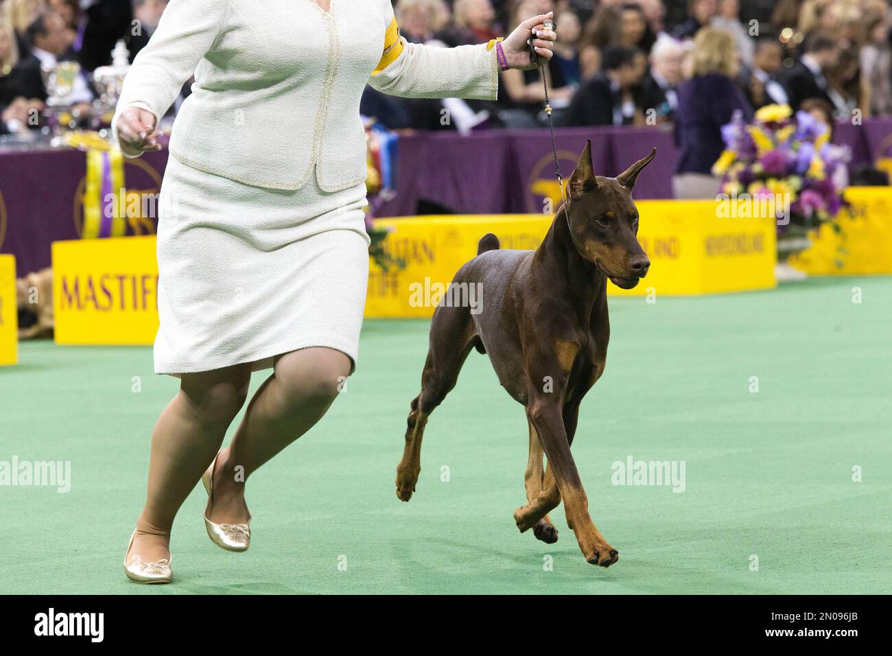 Westminster dog show doberman 2025