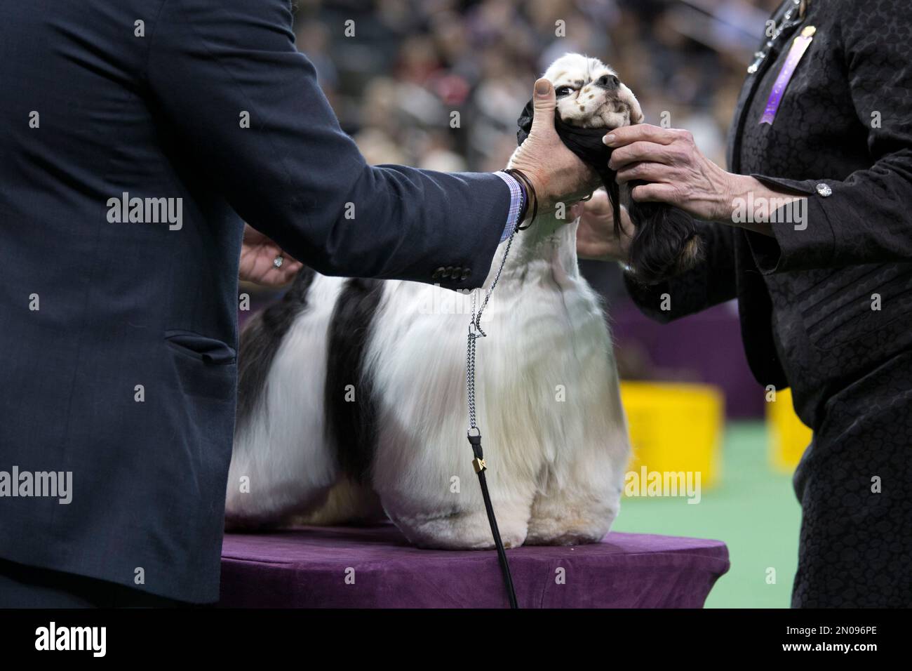 A parti-color cocker spaniel is shown in the ring during the sporting ...
