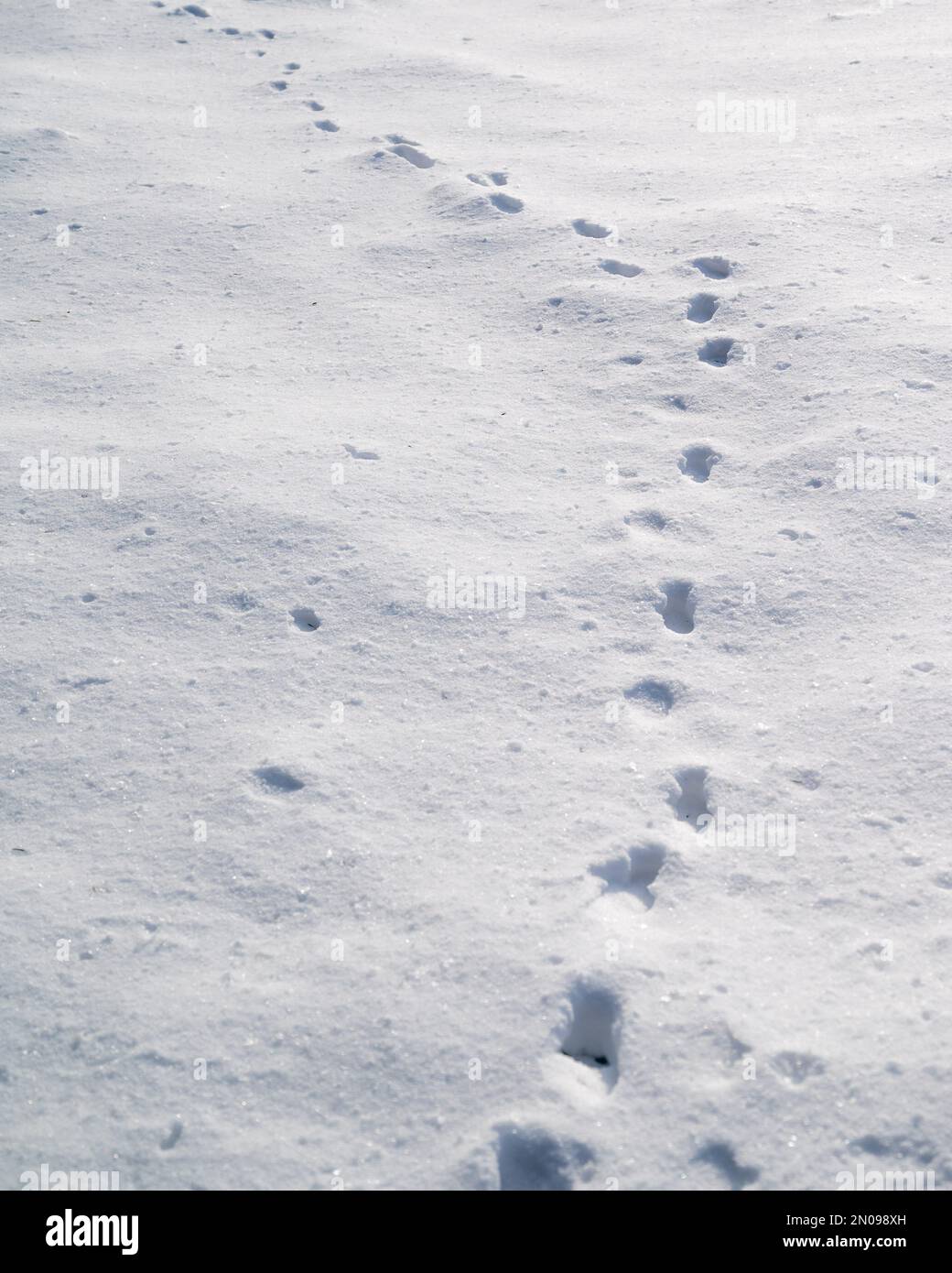 Footsteps in the snow.Footprints of animals in the snow.Winter trail