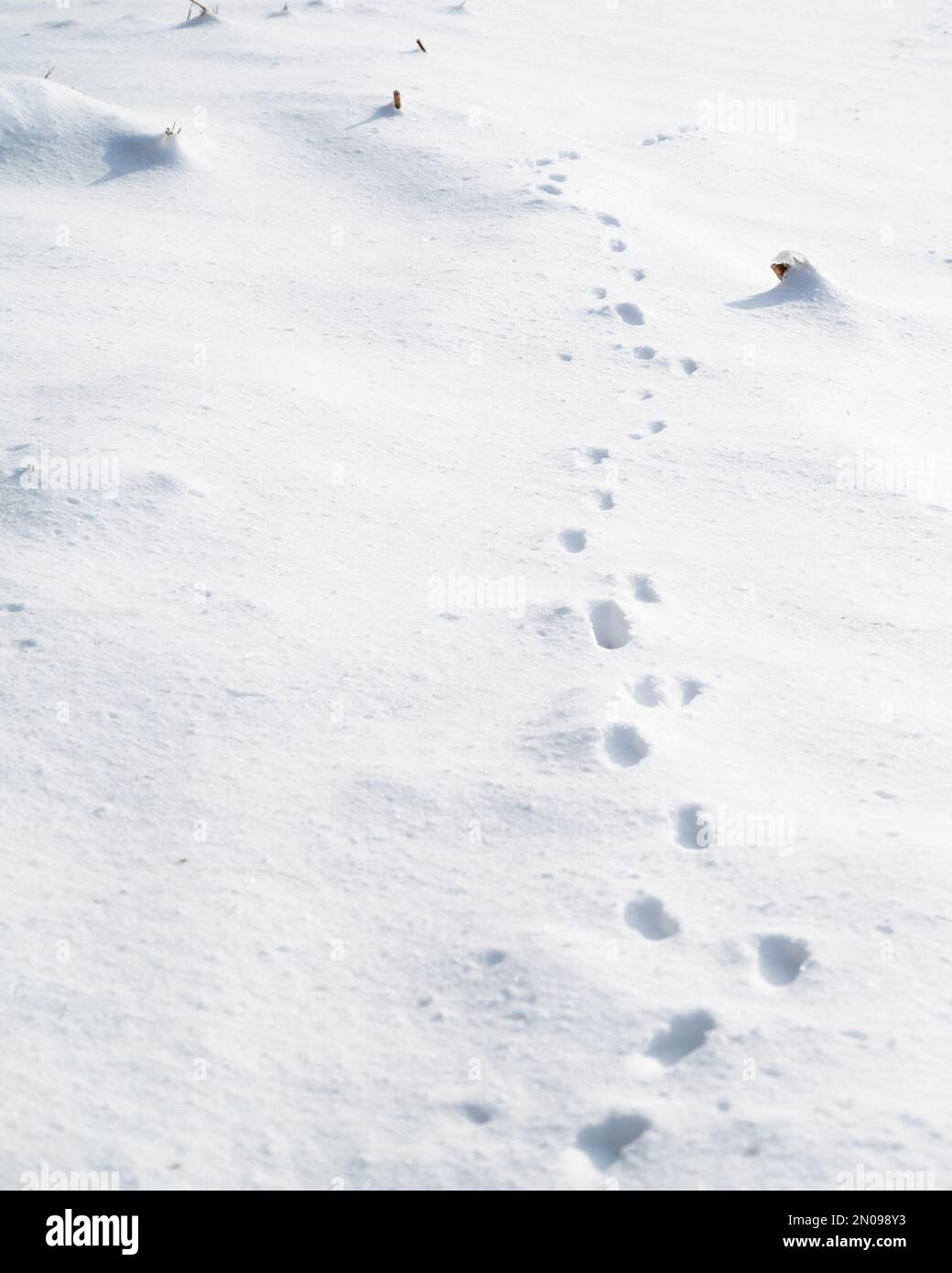 Footsteps in the snow.Footprints of animals in the snow.Winter trail
