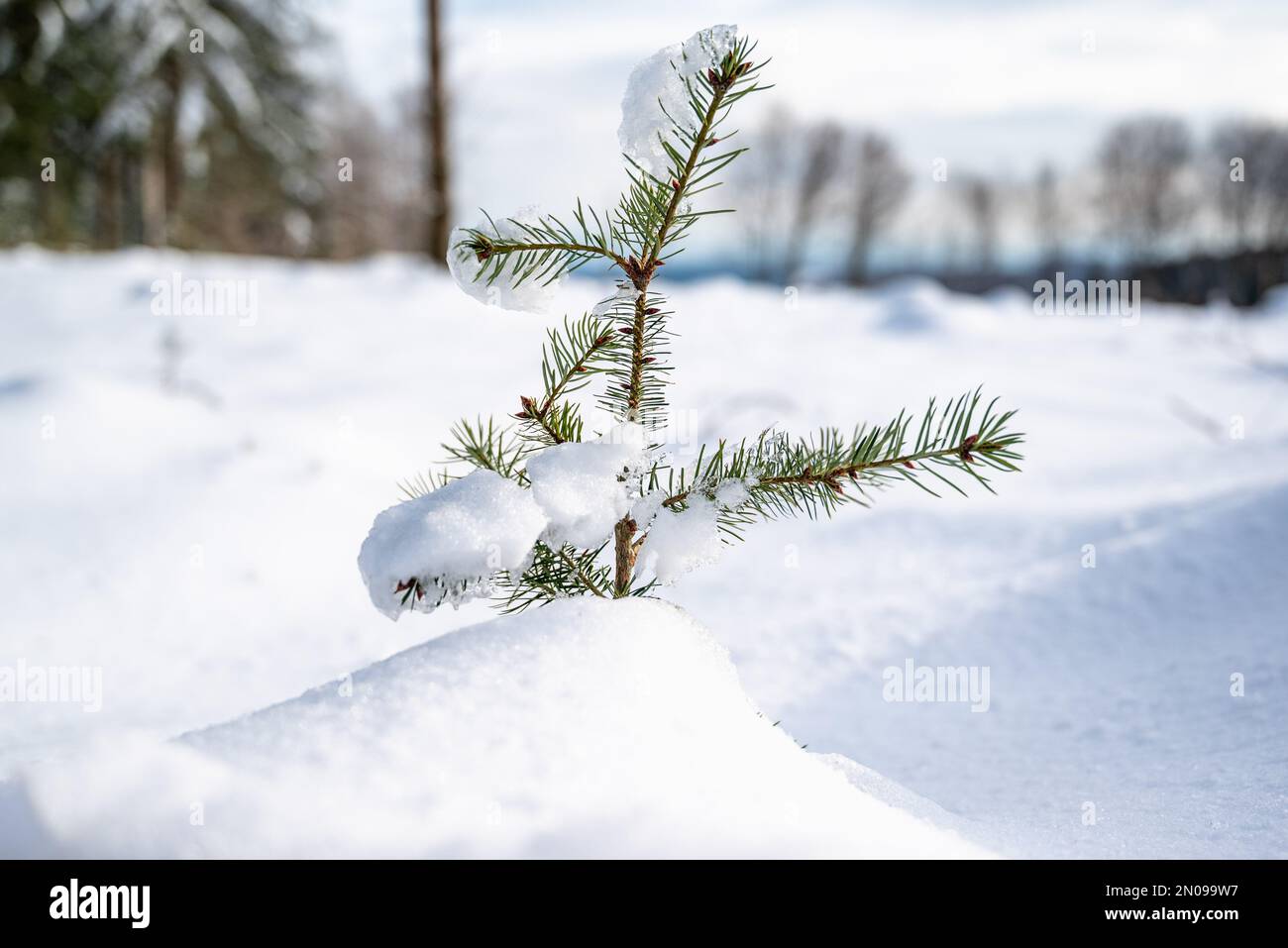 Snow melting on a branch.Concept of the arrival of spring.Farewell winter.Fir tree with snow in the sun. Coming heat.Fir branch with snow in the sun Stock Photo