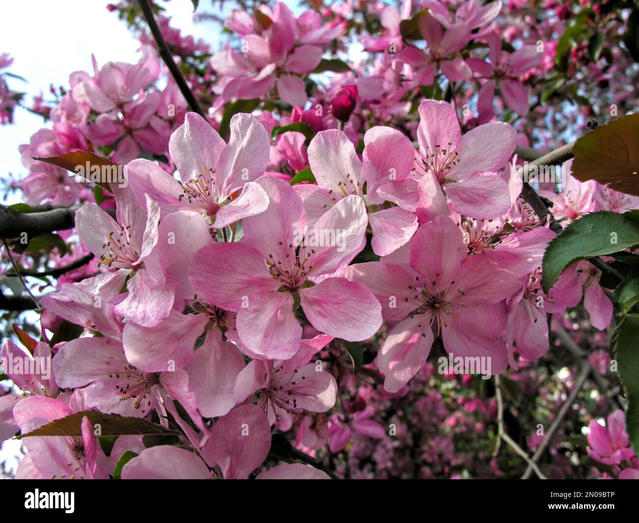 Paradise apple tree hi-res stock photography and images - Alamy