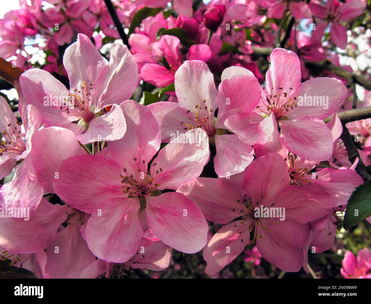 close-up of blooming paradise apple-tree Stock Photo