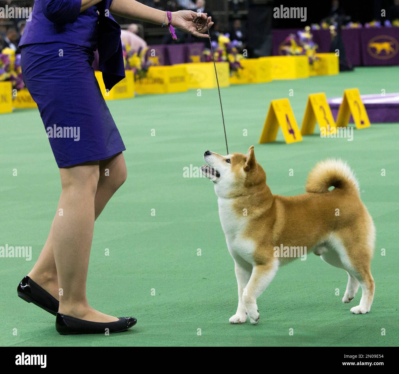 Shiba inu best sale westminster