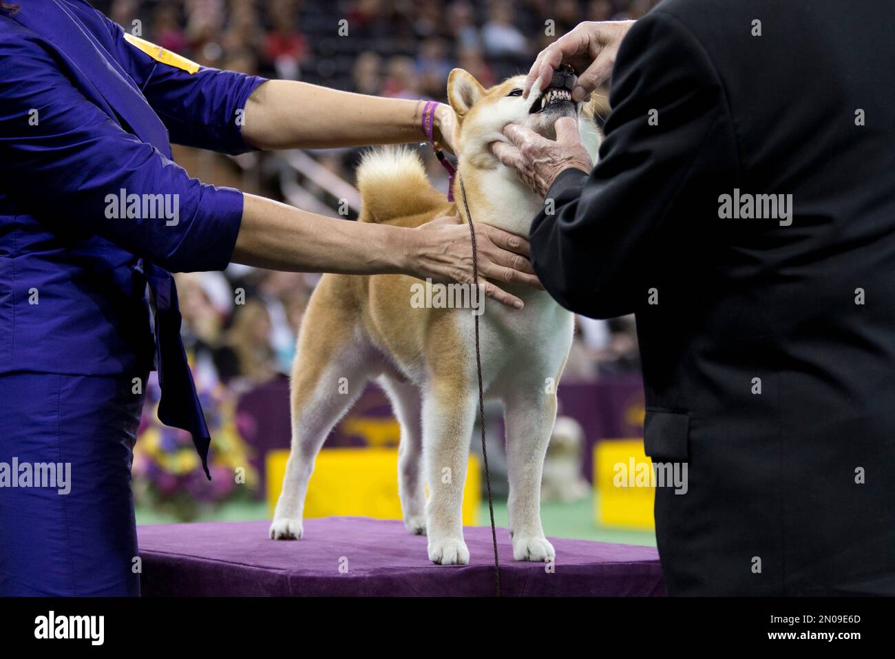 Shiba inu dog sales show