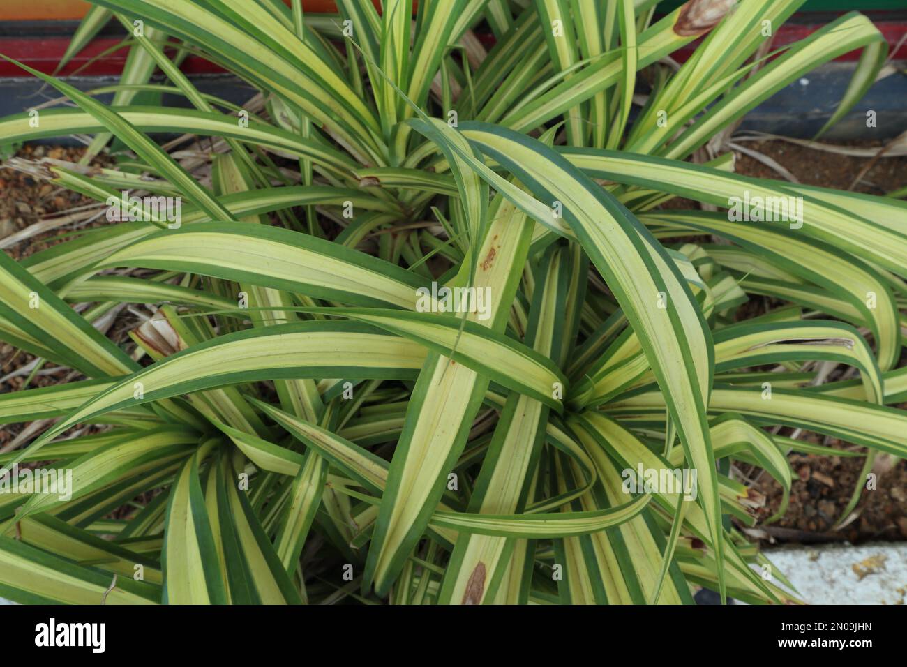 A green and yellow variegated leaf plant known as the Pandanus Variegata in the garden Stock Photo