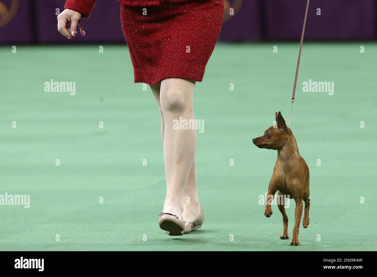 A miniature pinscher is shown in the ring during the Toy group