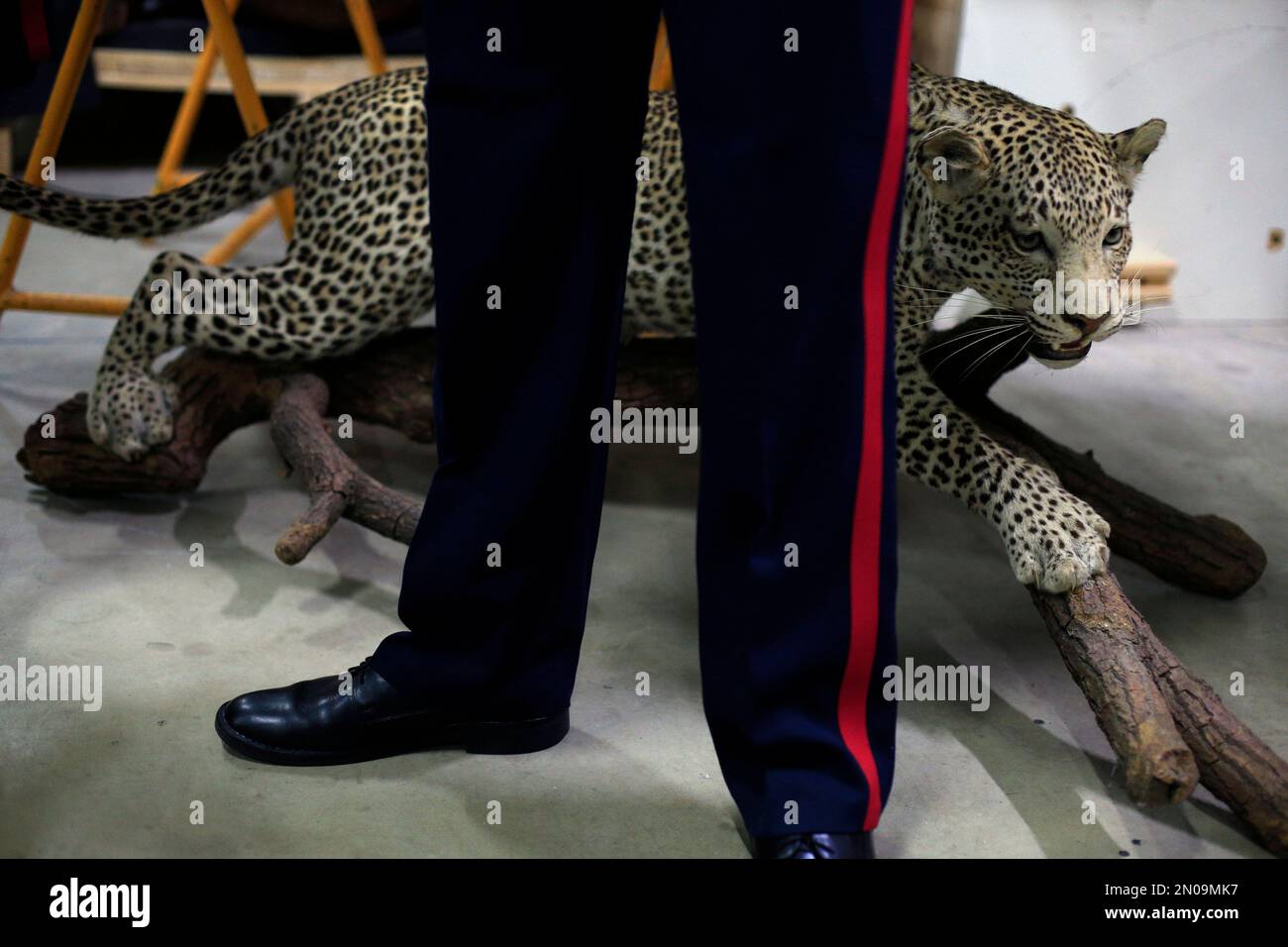 A customs agent stands in front of stuffed leopard, at Parisâ€™ natural ...