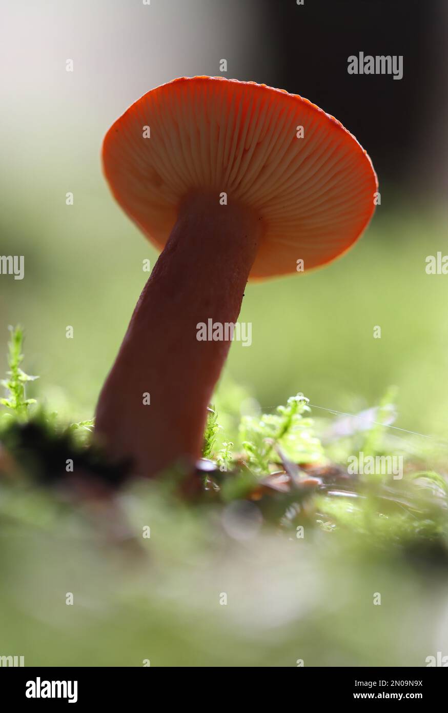 Close up image of Fungi growing on a Forest floor Stock Photo - Alamy