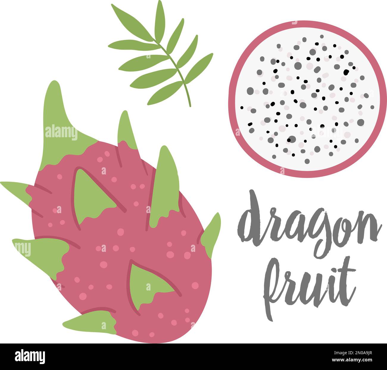 Vector dragon fruit clip art. Jungle fruit illustration. Hand drawn