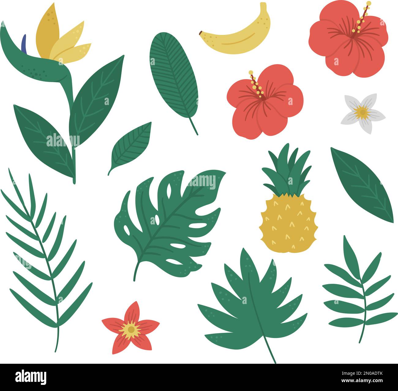 Vector tropical fruit, flowers and leaves clip art. Jungle foliage and