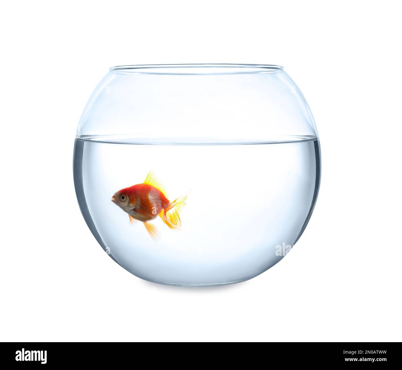 Picture of Beautiful bright small goldfish in round glass aquarium isolated on ...