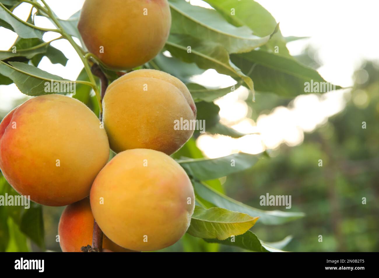 Peaches ripening on tree in hi-res stock photography and images - Alamy