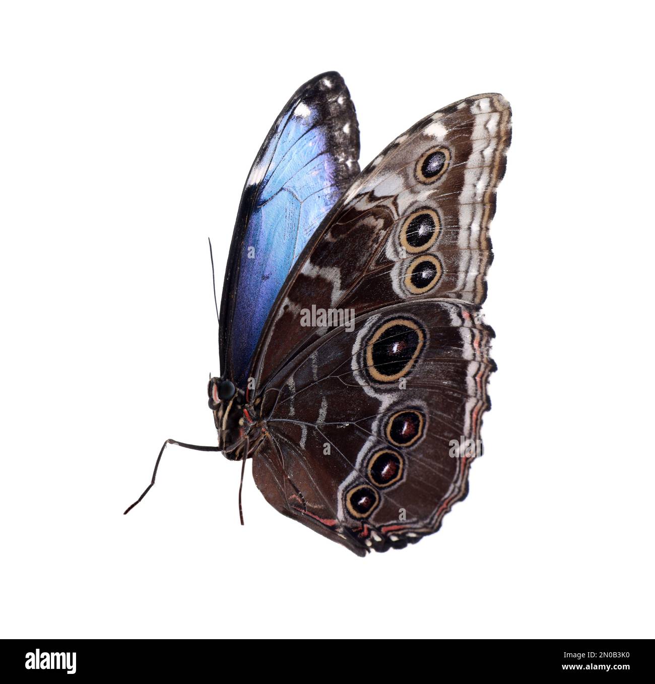 Beautiful common morpho butterfly isolated on white Stock Photo - Alamy